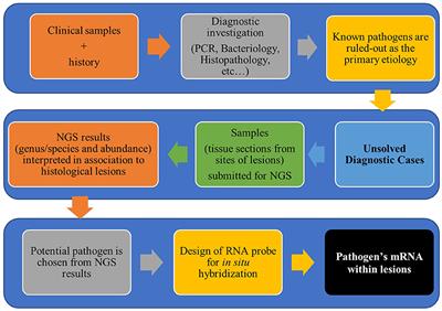 Next-Generation Sequencing Coupled With in situ Hybridization: A Novel Diagnostic Platform to Investigate Swine Emerging Pathogens and New Variants of Endemic Viruses